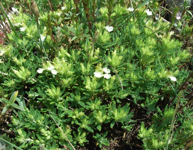 Teucrium montanum